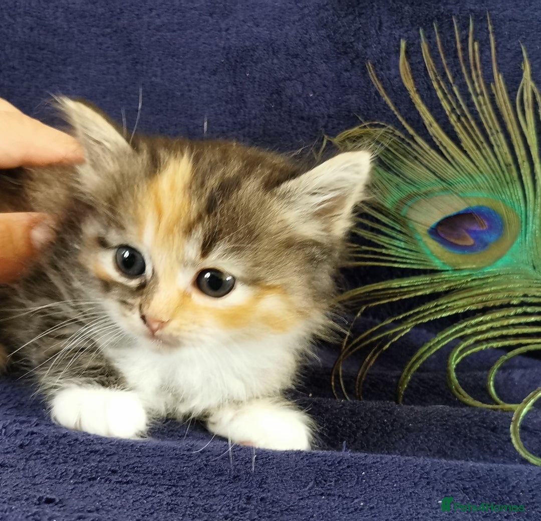 Siberian cats for sale:  Registered Calico Siberian kittens  - Image 12