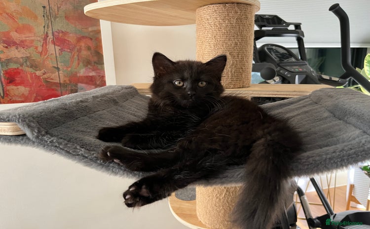 Mixed Breed cats - Advert 6