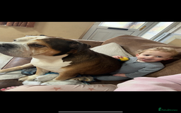 American Bulldog dogs for sale: american bulldog - Image 12