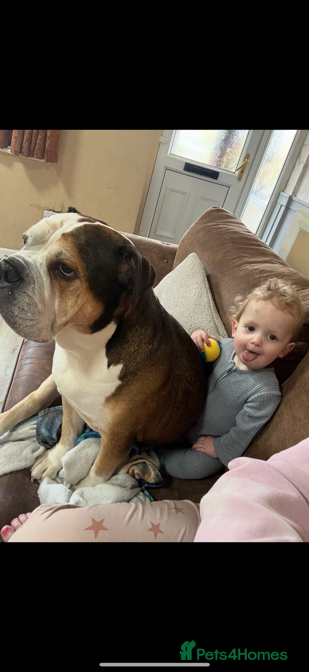 American Bulldog dogs for sale: american bulldog - Image 12
