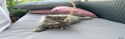 Persian cats for sale: 6th Generation pedigree Persian Kittens  - Advert 7