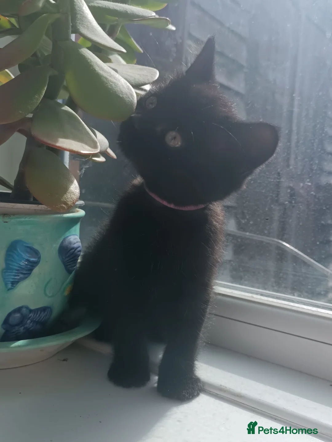 British Longhair cats for sale: Rare Chocolate Smoke Undercoat: Adorable Fluffies! - Advert 2