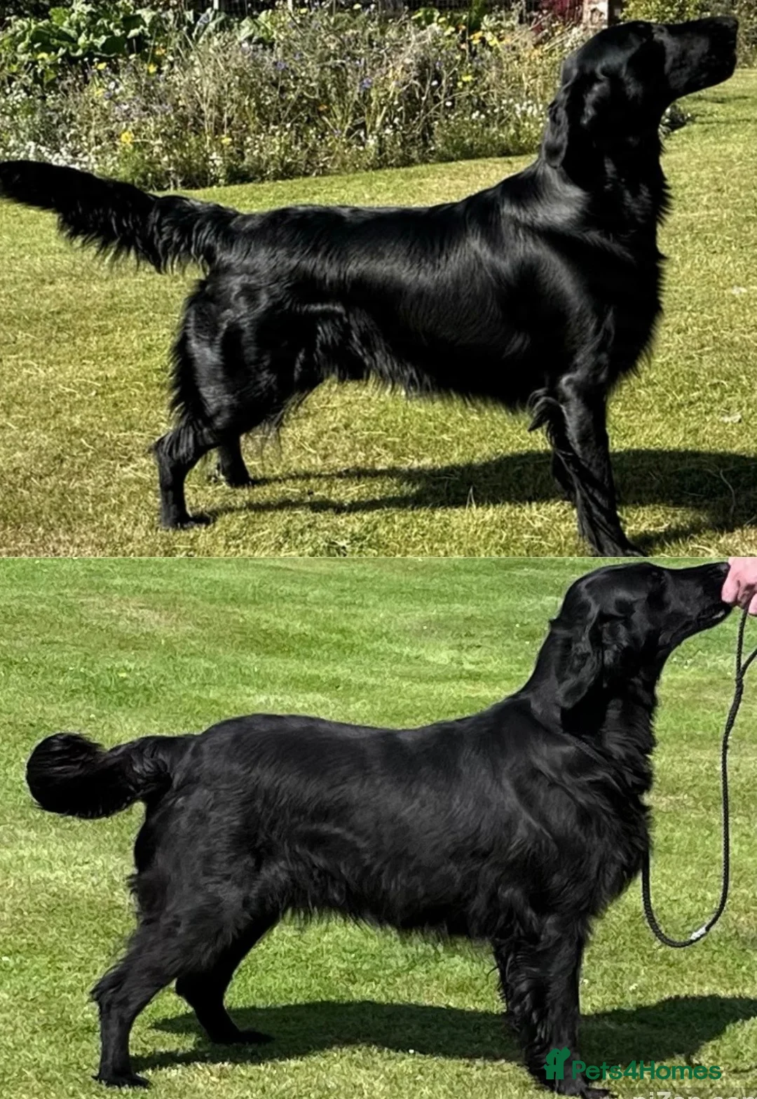 Flat coated Retriever dogs for sale: Flat Coated Retriever Puppies   - Advert 1