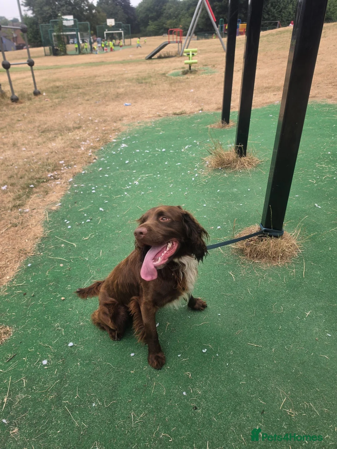 Cocker Spaniel dogs for sale: Cocker spaniel - Advert 2