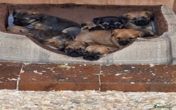 Mixed Breed dogs for sale: Norfolk x border terrier puppys - Image 4
