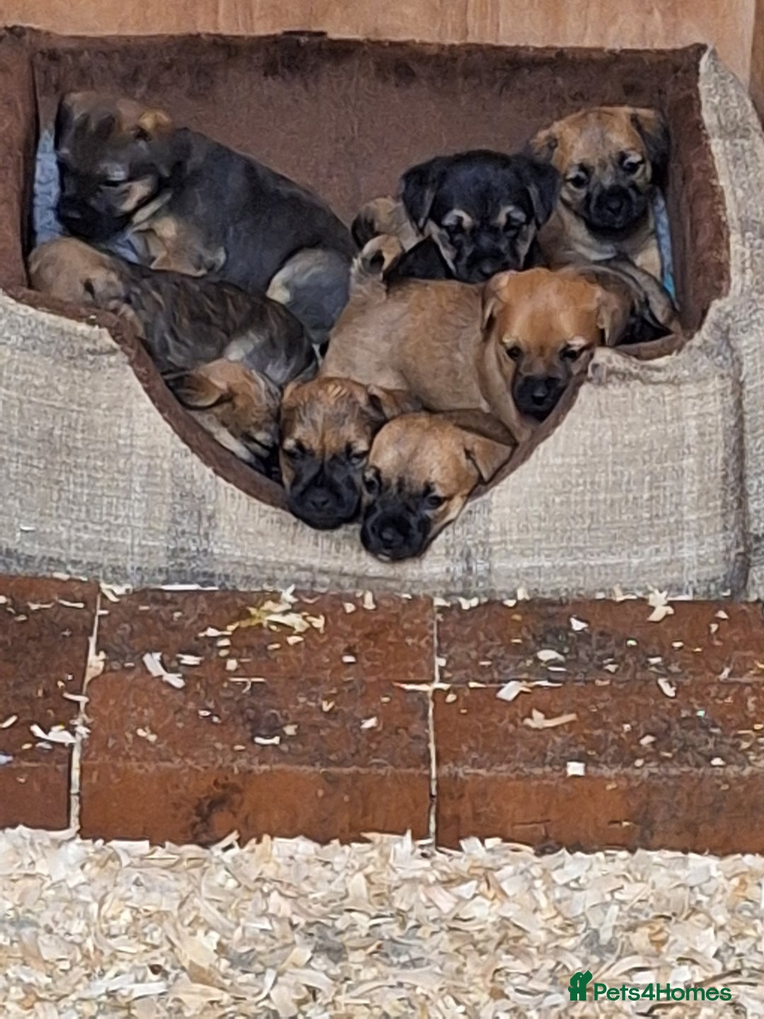 Mixed Breed dogs for sale: Norfolk x border terrier puppys - Image 4
