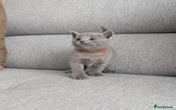 Russian Blue cats for sale: Russian blue babies looking for FOREVER homes - Image 26