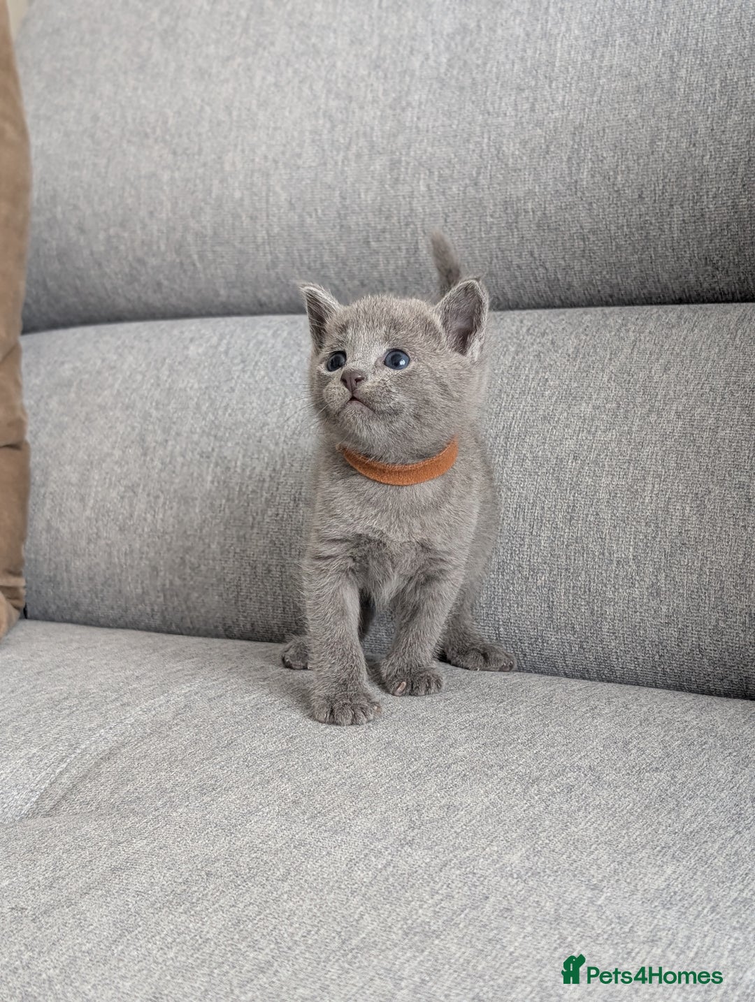 Russian Blue cats for sale: Russian blue babies looking for FOREVER homes - Image 26