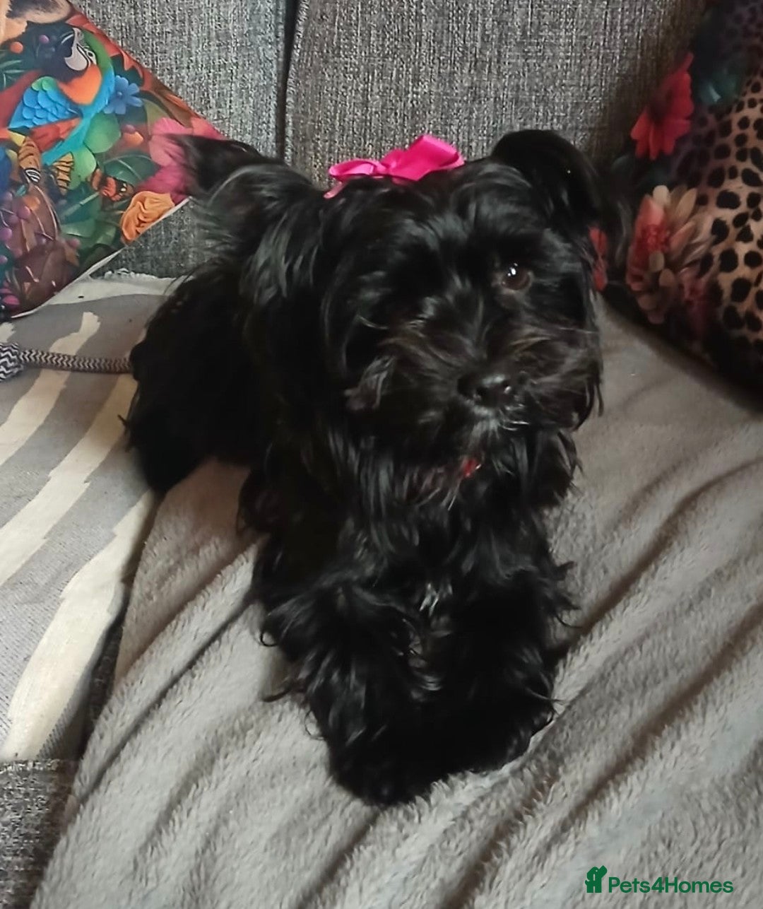 Mixed Breed dogs for sale: Tiny Black Biewer yorkie Available  - Advert 5
