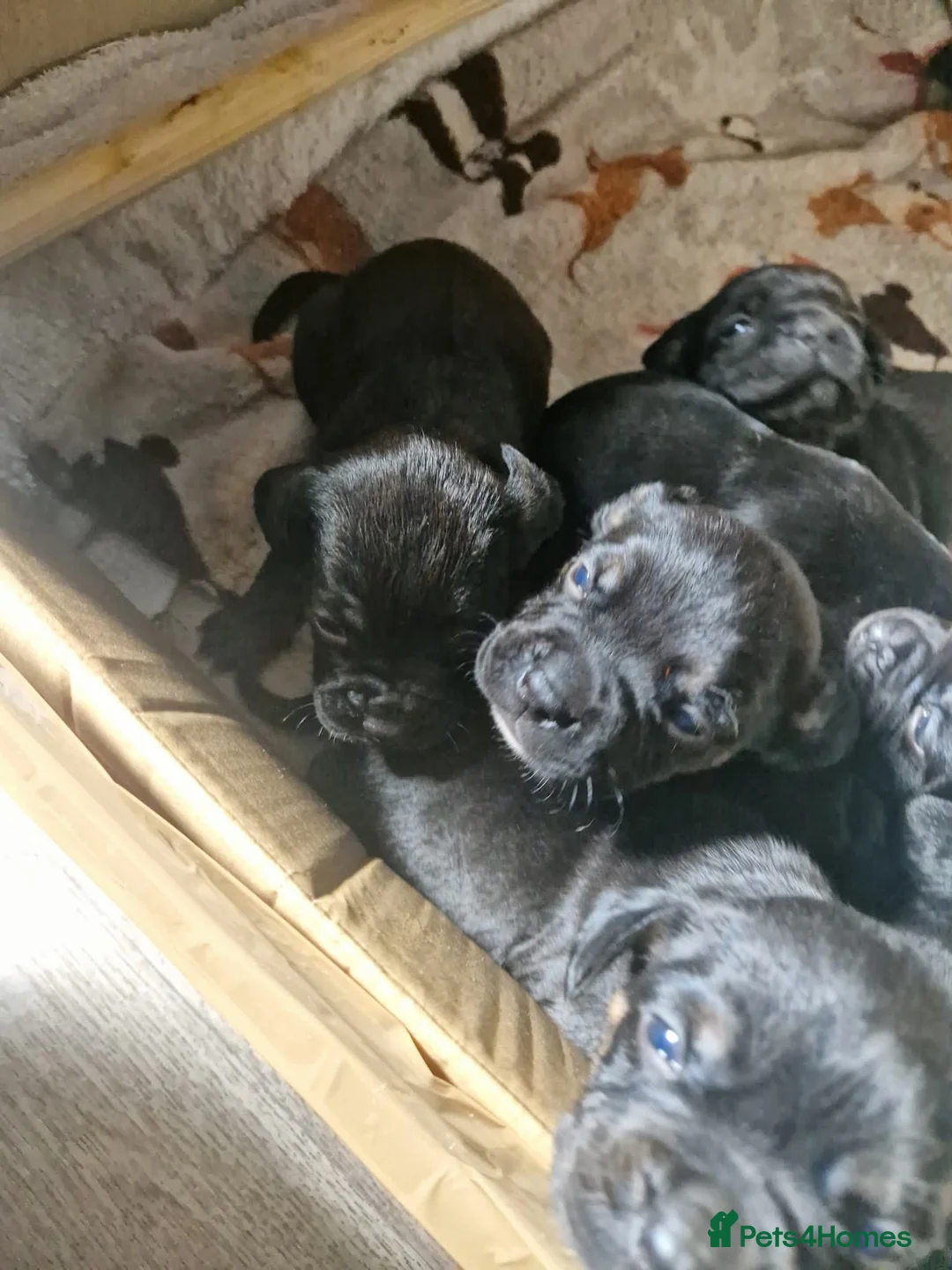 Mixed Breed dogs for sale: Frockers  in Hull - Advert 1