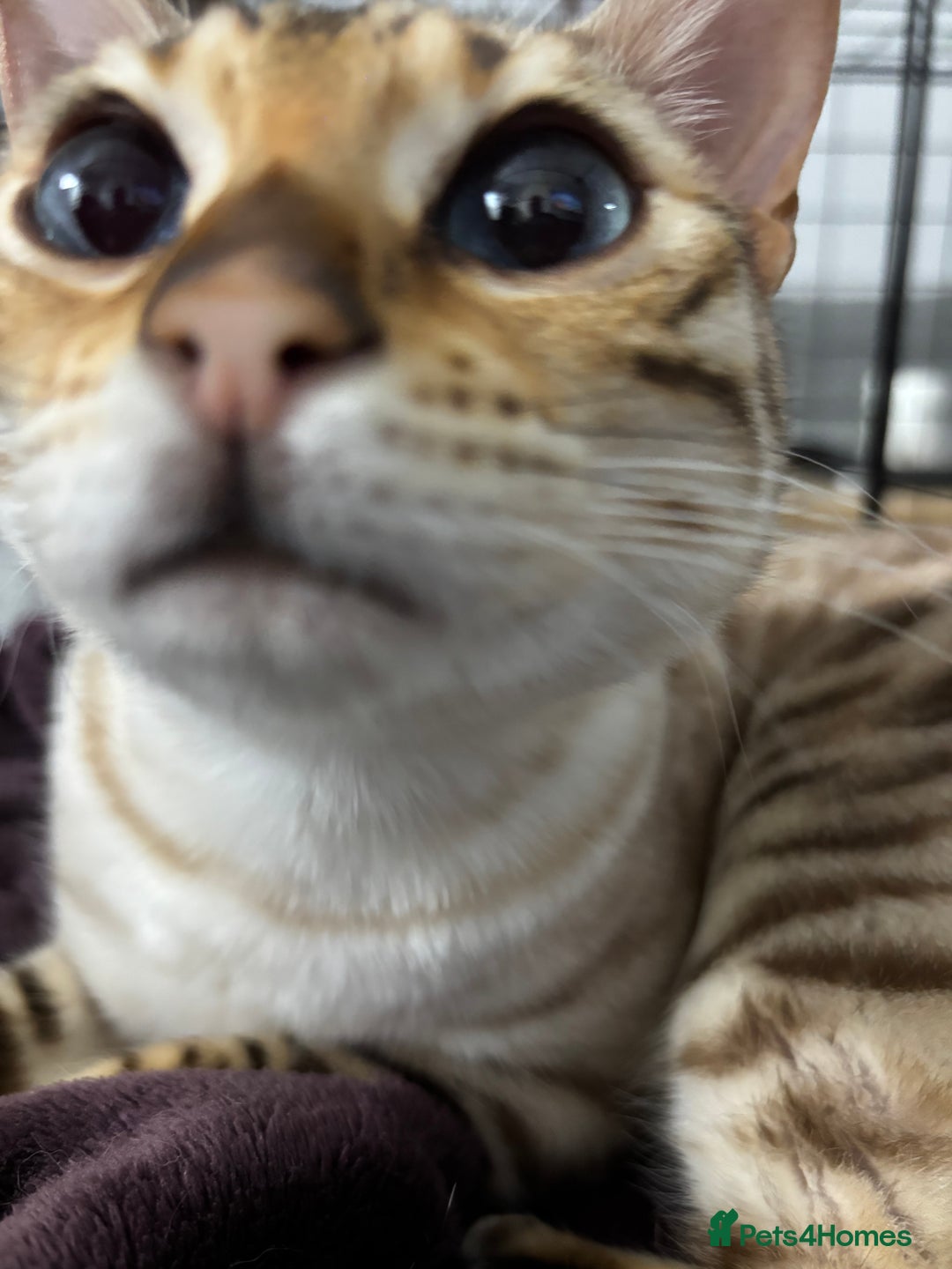 Bengal cats for sale: 15 Month Old Bengal Girl - Advert 5
