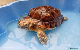 Tortoise reptiles for sale: Toby the tortoise - Image 4