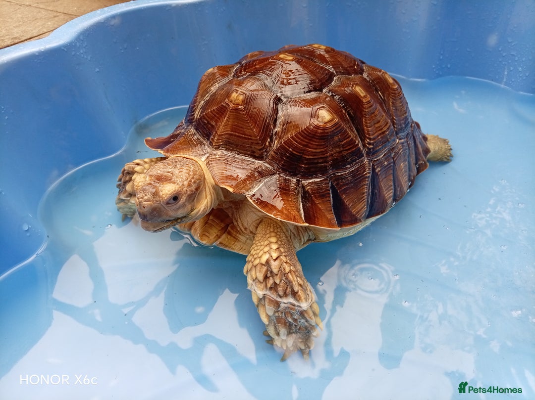 Tortoise reptiles for sale: Toby the tortoise - Image 4