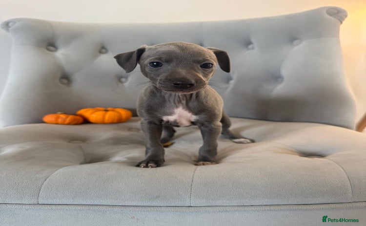 Italian Greyhound dogs - Advert 4