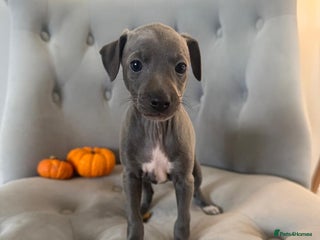 Italian Greyhound dogs - Advert 2