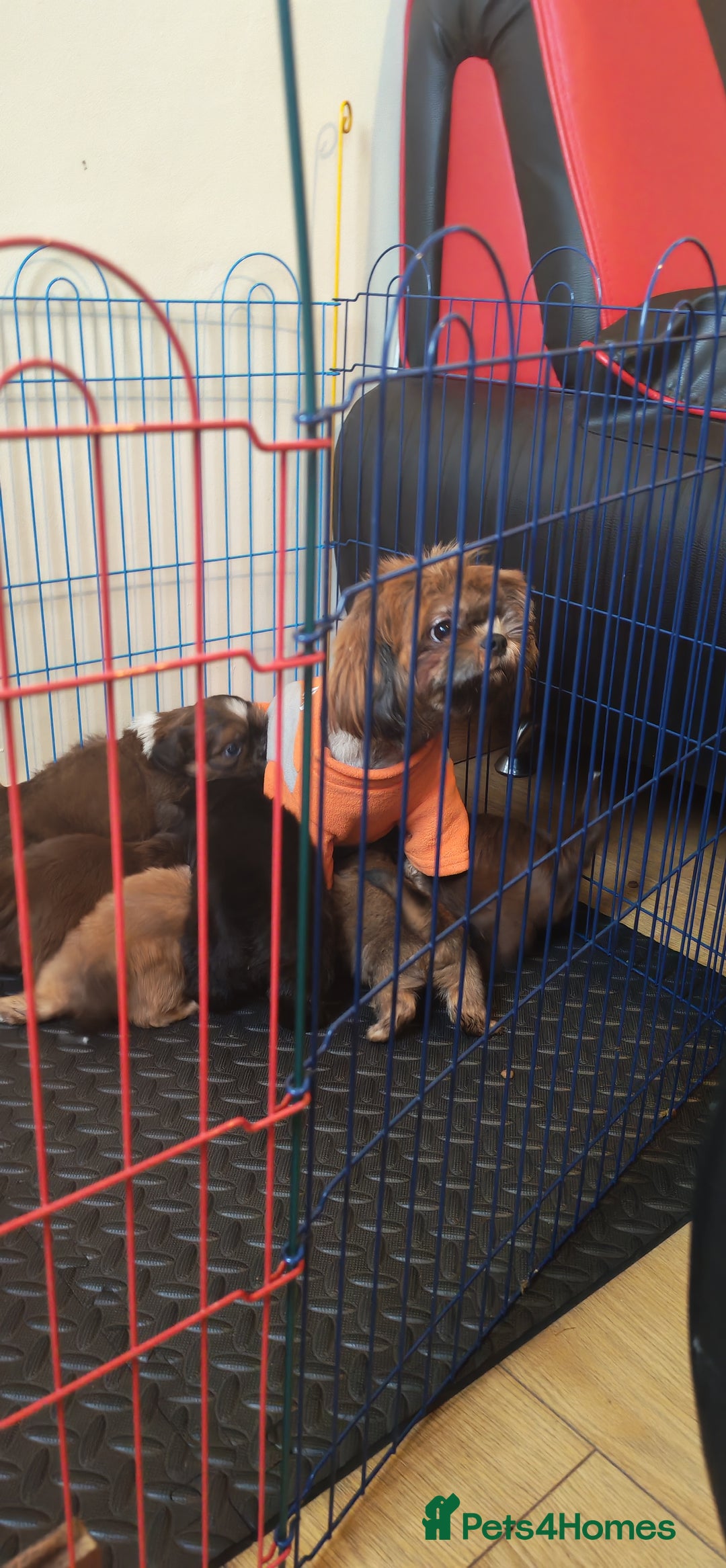 Shih Tzu dogs for sale: 6 Beautiful puppies - Advert 7