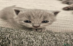 British Shorthair cats for sale: British Shorthair x Scottish Fold - Image 4
