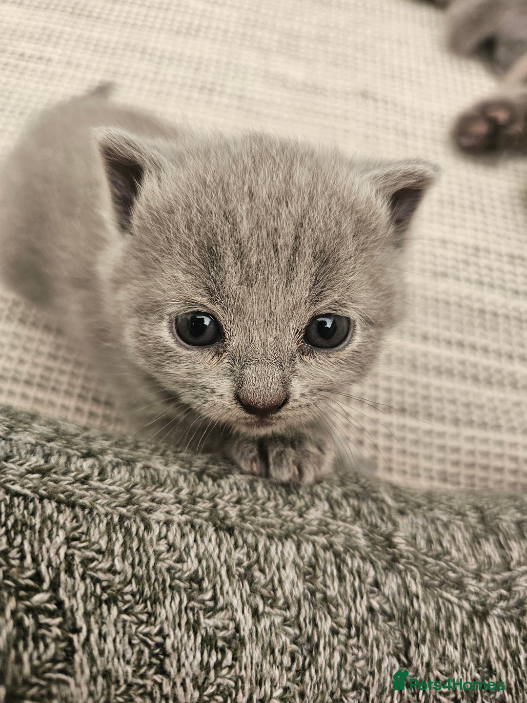 British Shorthair cats for sale: British Shorthair x Scottish Fold - Image 4