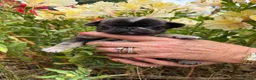 Pug dogs for sale: Coloured Pug Puppies For Sale in Holsworthy - Advert 6