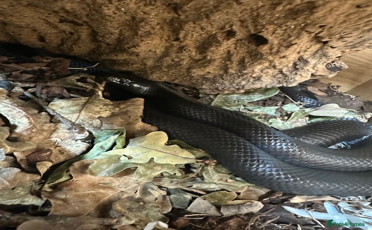 King Snake reptiles - Advert 1