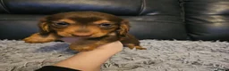 Miniature Dachshund dogs for sale: 4 beautiful longhaired babies - Advert 4