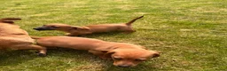 Jackshund dogs for sale: Dachshund X Jack Russell Puppies JACKSHUNDS  in Glasgow - Advert 18