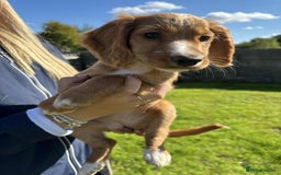 Cocker Spaniel dogs for sale: Cocker Spaniel pups  - Image 2