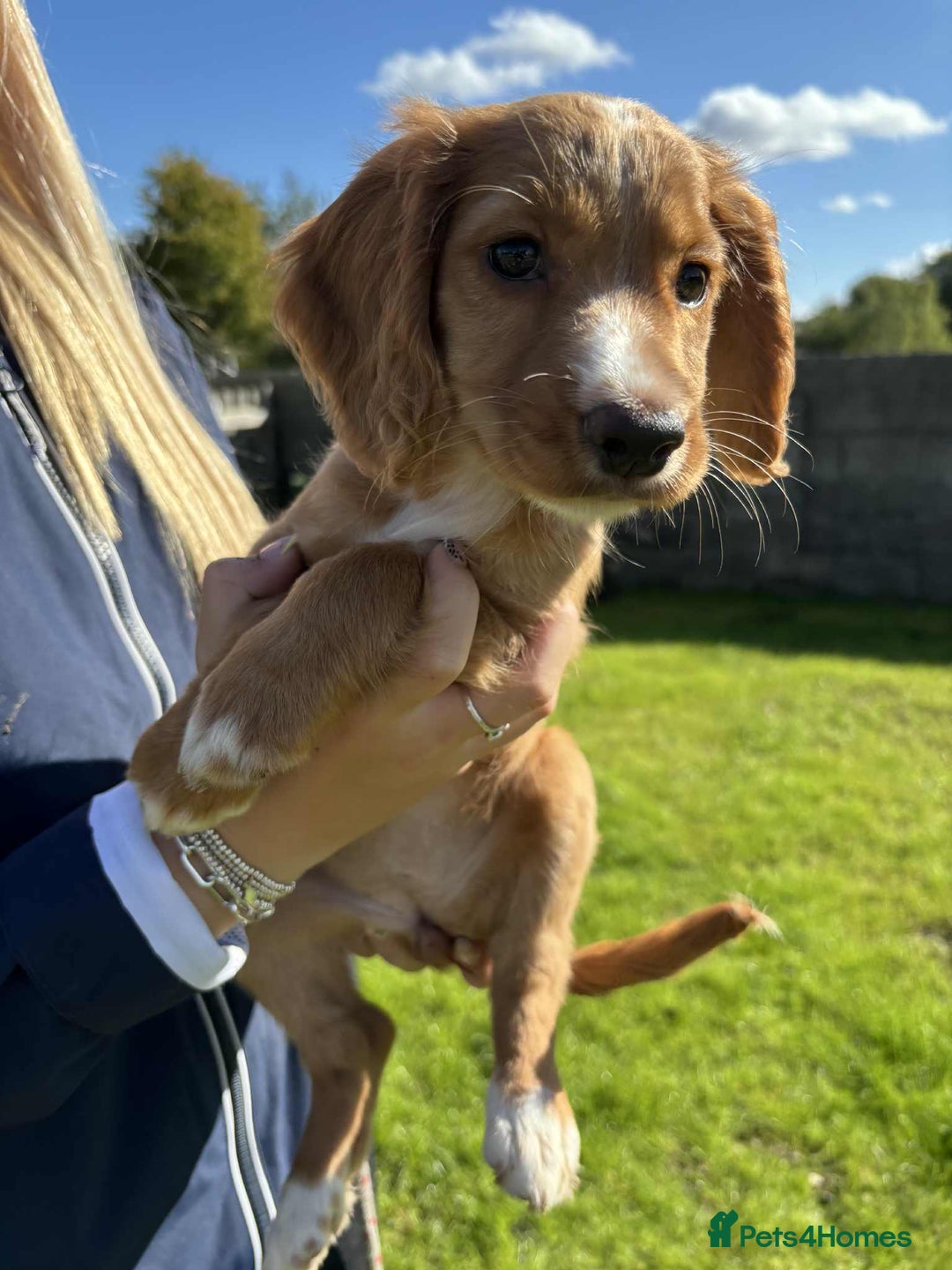 Cocker Spaniel dogs for sale: Cocker Spaniel pups  - Image 2