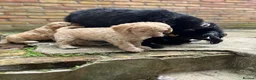 Labradoodle dogs for sale: Labradoodles (F1B) in London W8. READY TO GO HOME - Advert 27