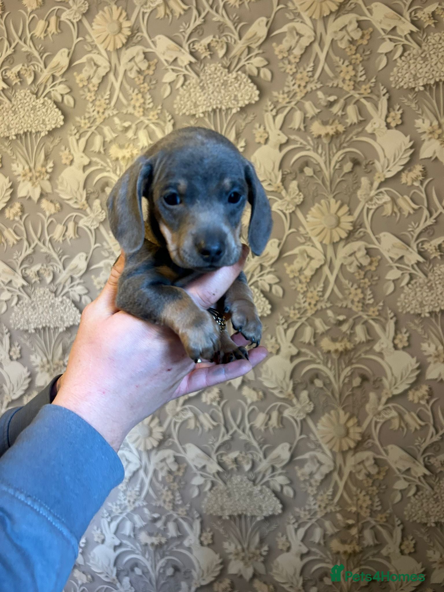 Dachshund dogs Dachshund puppies  - Advert 14