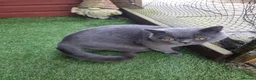 British Shorthair cats for sale: British Blue Shorthair – Active Proven Stud Boy 💙 - Advert 2
