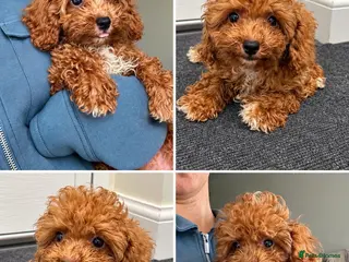 Maltipoo dogs Lovely asian boy maltipoo - Advert 6