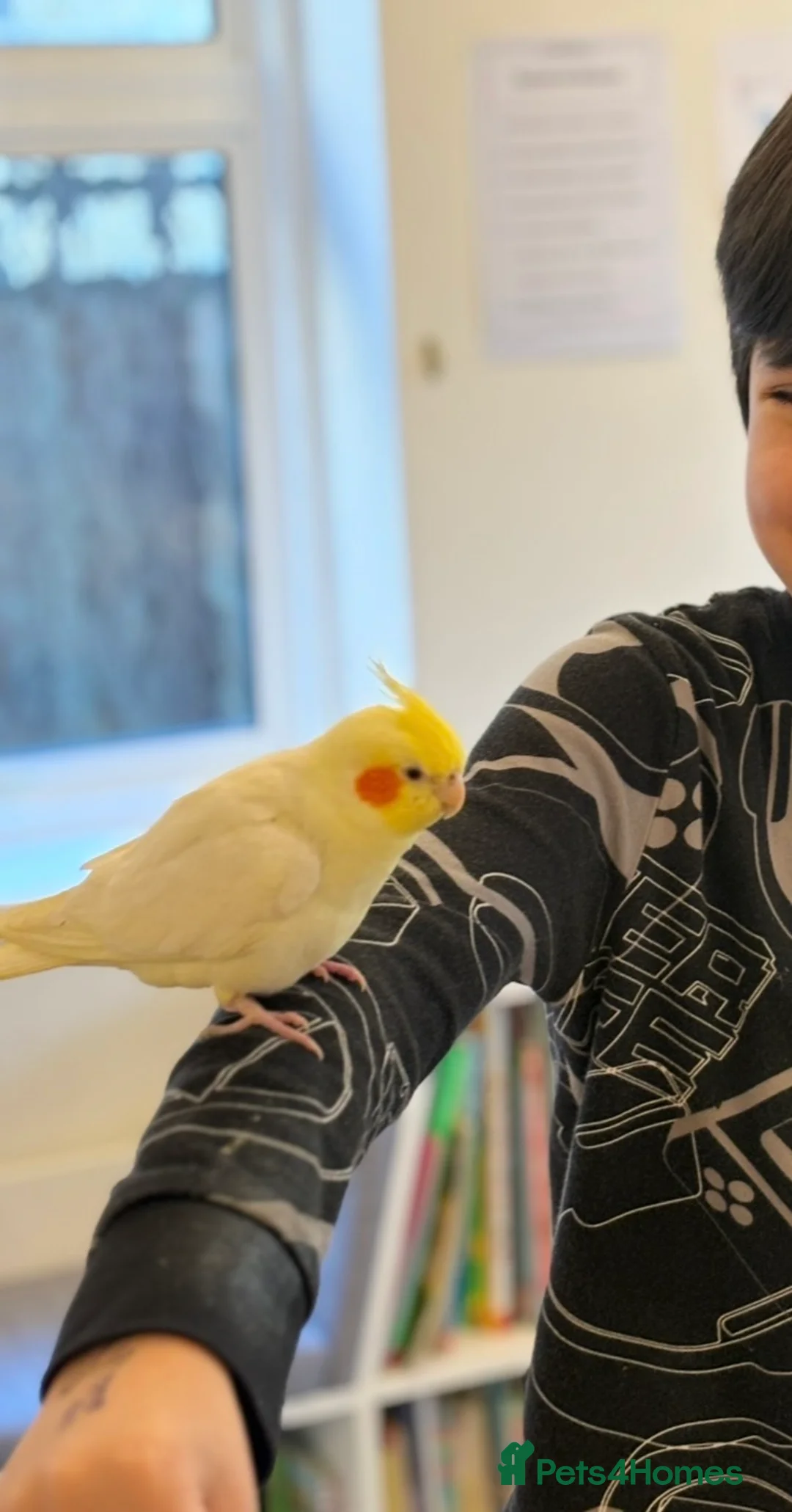 Cockatiels birds for sale: Male Lutino - Advert 2