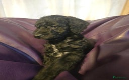 Mixed Breed dogs for sale: Poodles cross patterdale boy pupies - Advert 18