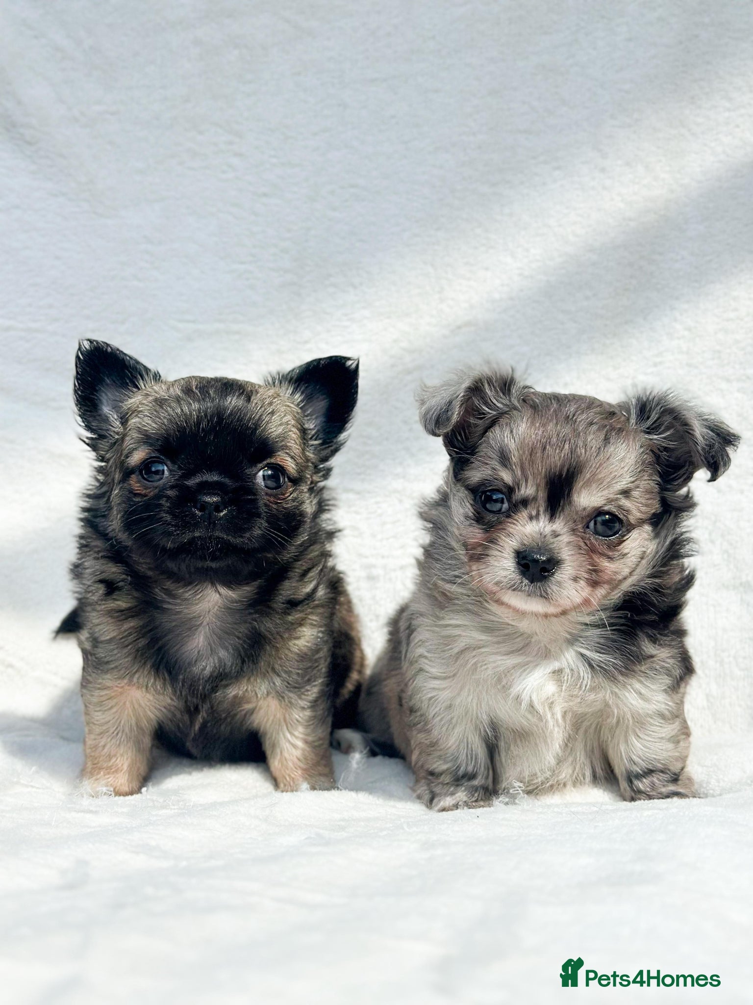 Chihuahua dogs Long Haired Chihuahua Boys Gorgeous  - Advert 1