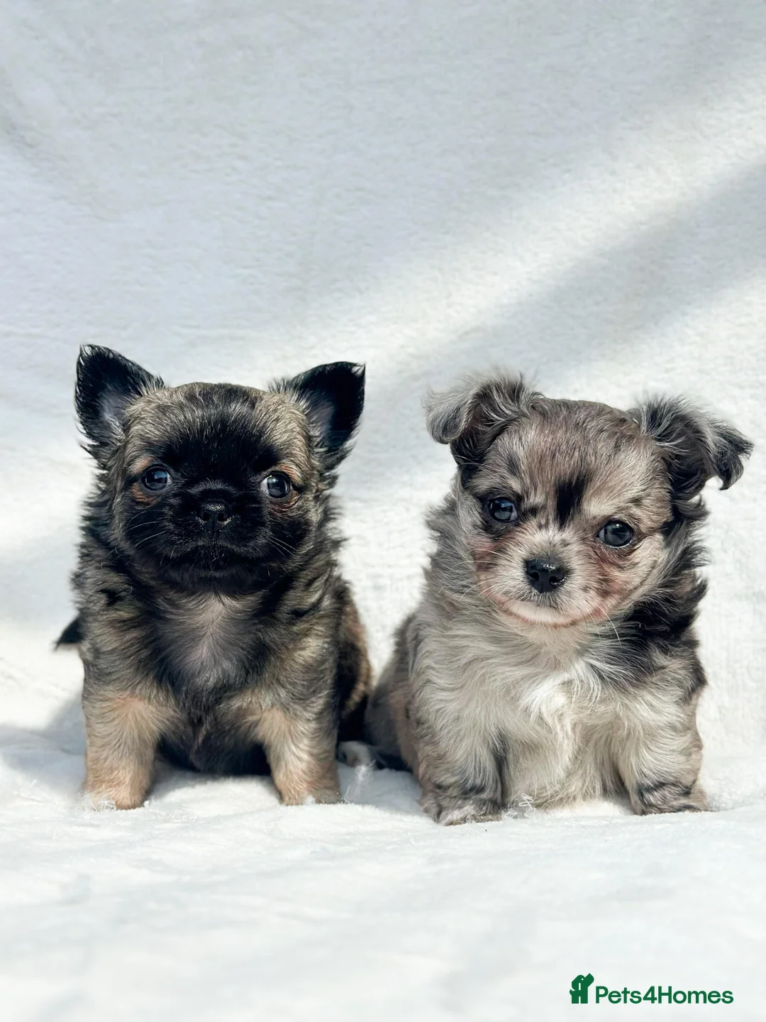Chihuahua dogs for sale: Long Haired Chihuahua Boys Gorgeous  - Advert 1
