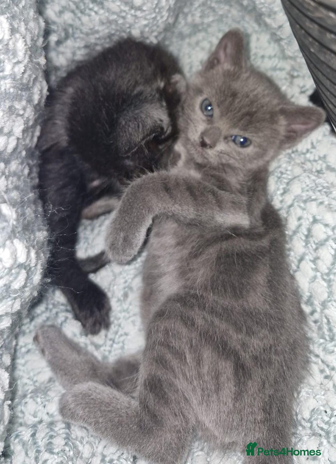 Mixed Breed cats for sale: Purrfect Rare Elf Eared Fur Babies Ready - Advert 3