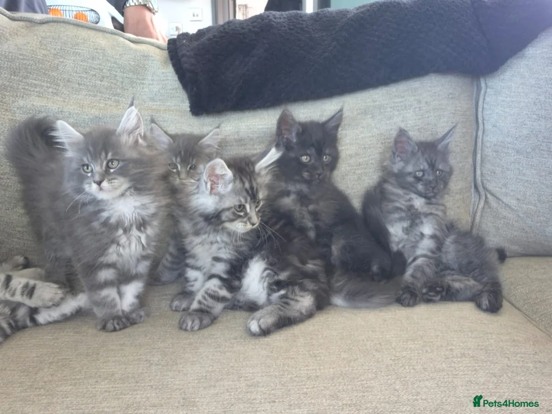 Maine Coon cats for sale: 7 Maine coon Kittens - Advert 2