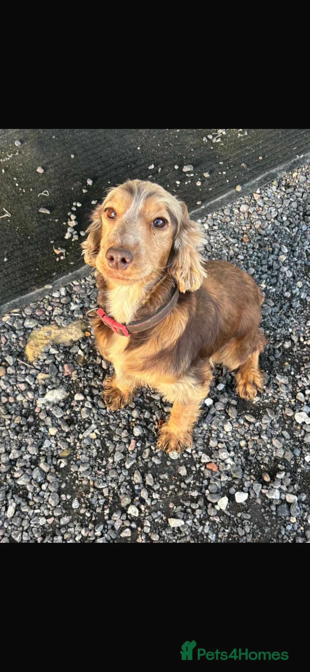 Cockapoo dogs for sale: F1 stunning cockapoos  - Advert 1