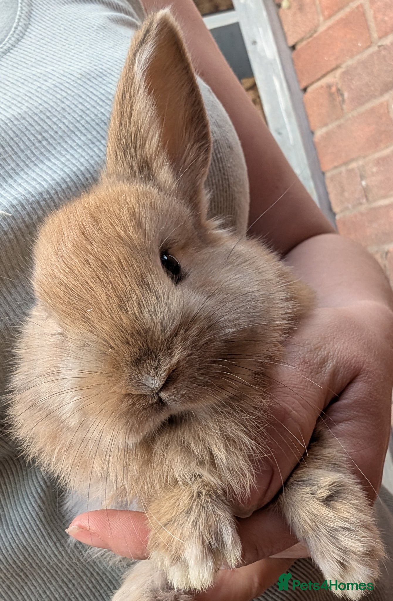 Mini Lion Lop rabbits 5 absolutely adorable baby bunnies  - Advert 11