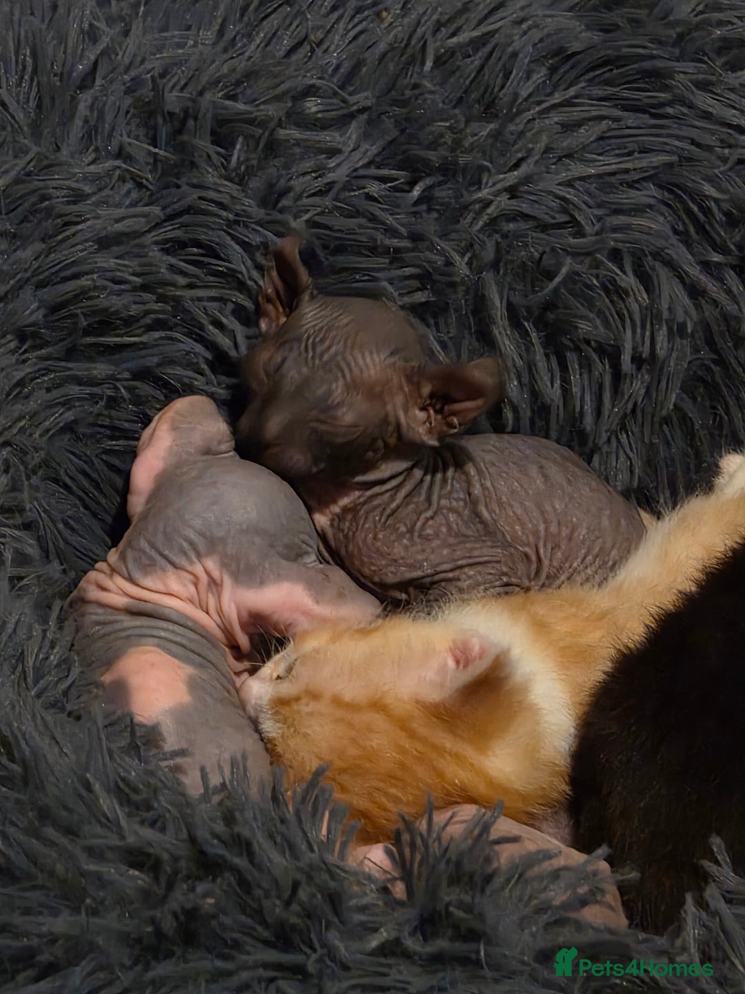 Sphynx cats for sale: Adorable Male Kitten – Sphynx x Devon Rex Cross - Advert 12