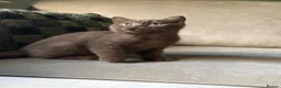 British Shorthair cats for sale:  Last 2 GCCF REG BOYS  - Advert 6