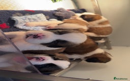 Saint Bernard dogs for sale: Outstanding chunky Saint Bernard puppies for sale - Image 24