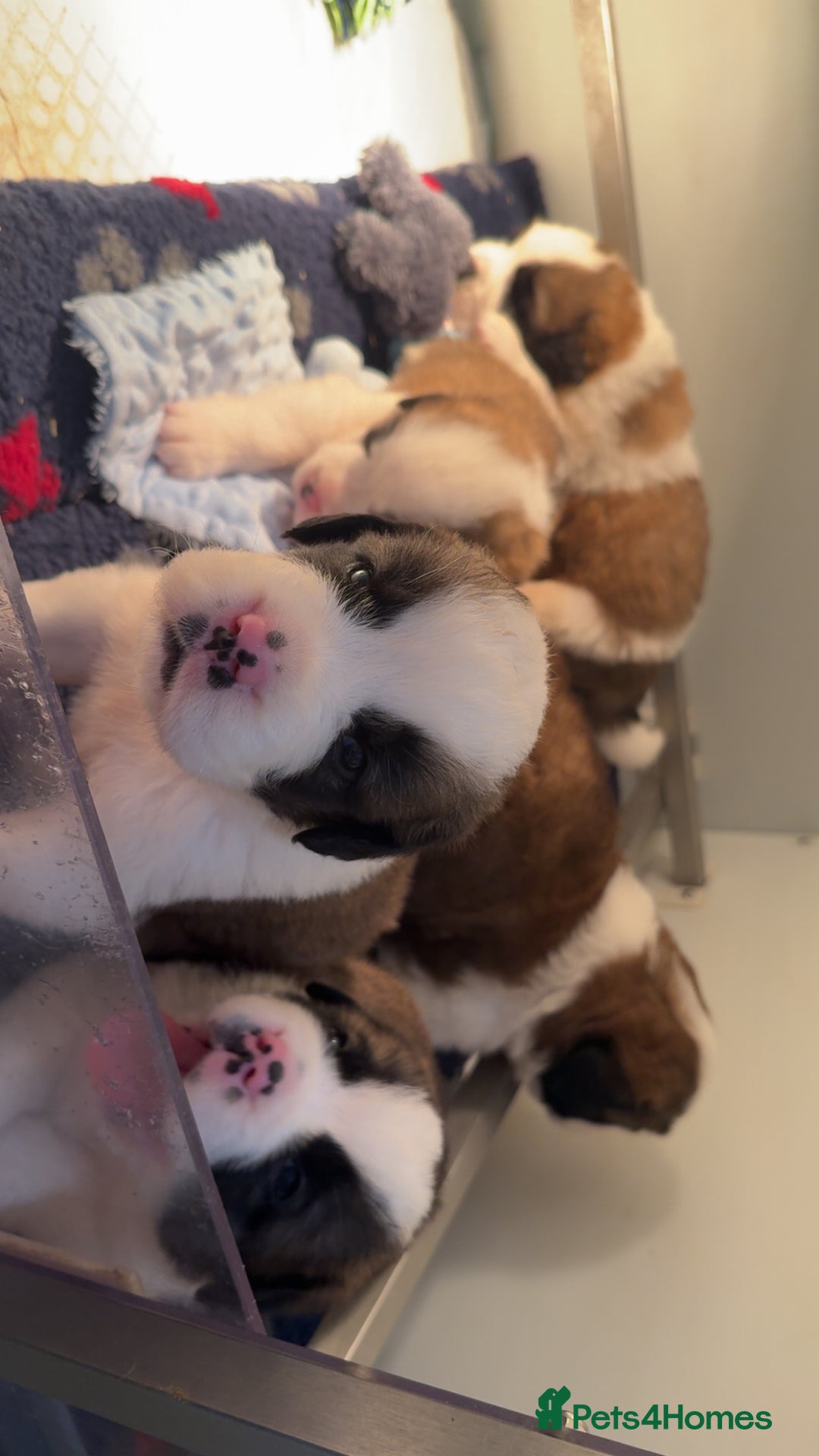 Saint Bernard dogs for sale: Outstanding chunky Saint Bernard puppies for sale - Image 24