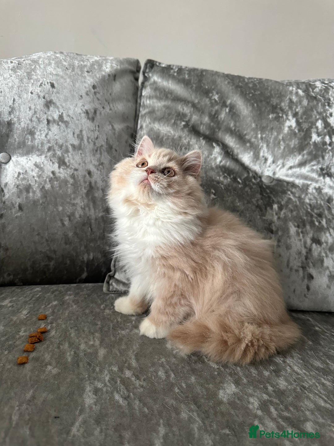 British Shorthair cats for sale:  🦁 Stunning BLH Lion Look alike READY NOW - Advert 1