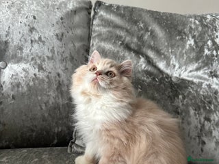 British Shorthair cats 🦁 Stunning BLH Lion Look alike READY NOW - Advert 3
