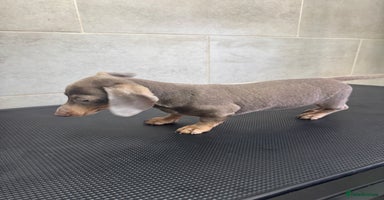 Miniature Dachshund dogs - Advert 7