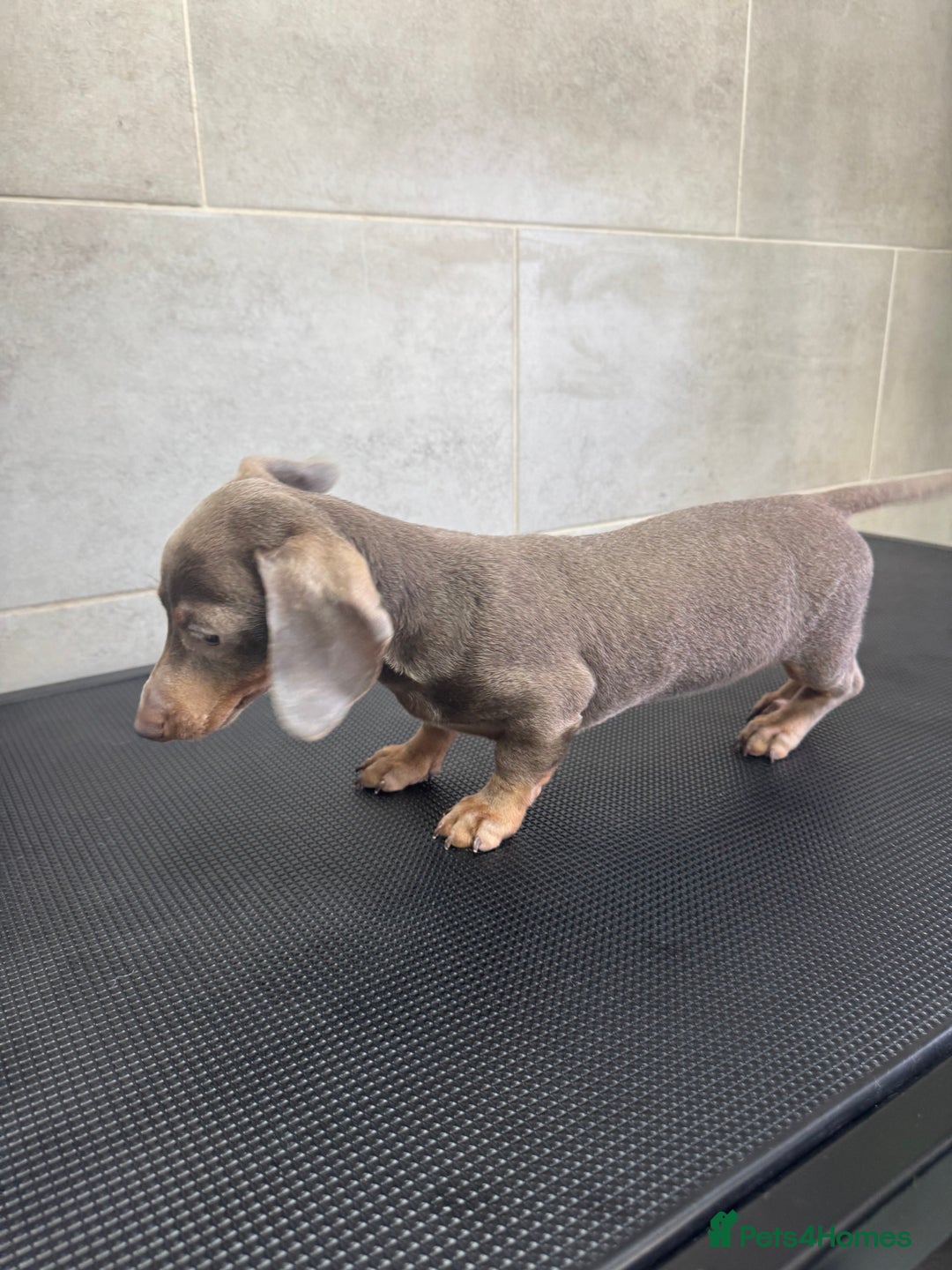 Miniature Dachshund dogs for sale: 5⭐️ Licensed. Kc registered tiny mini Daxis  - Image 2