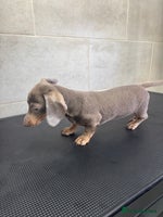 Miniature Dachshund dogs - Advert 7