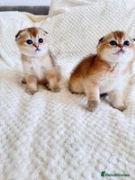 Scottish Fold cats - Advert 3